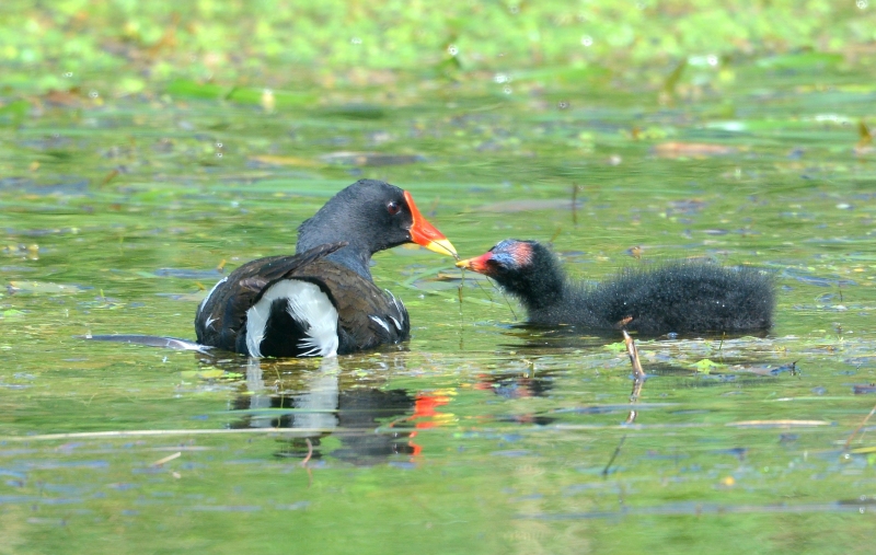 Gallinella d''acqua con pullo